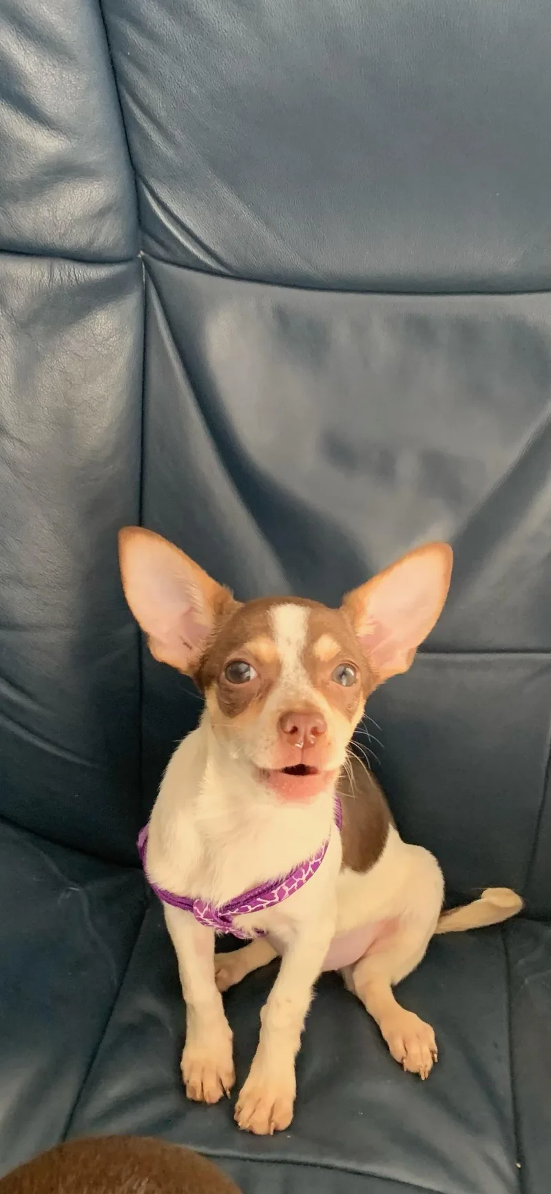 A baby small-sized female Brown / Chocolate Chihuahua dog named Sophia Wilson for adoption in Blue Springs, MO