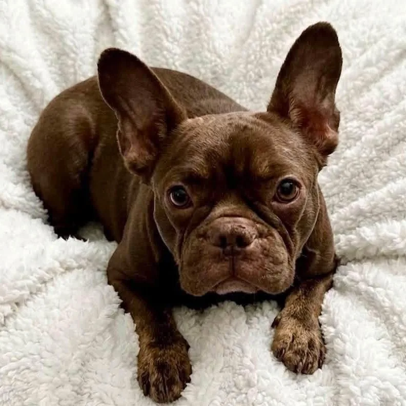 Penny