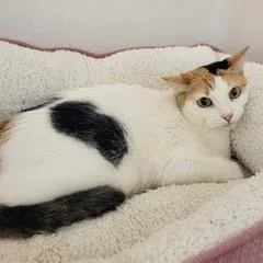 A young medium-sized female Calico cat named Yeehaw for adoption in Green Valley, AZ