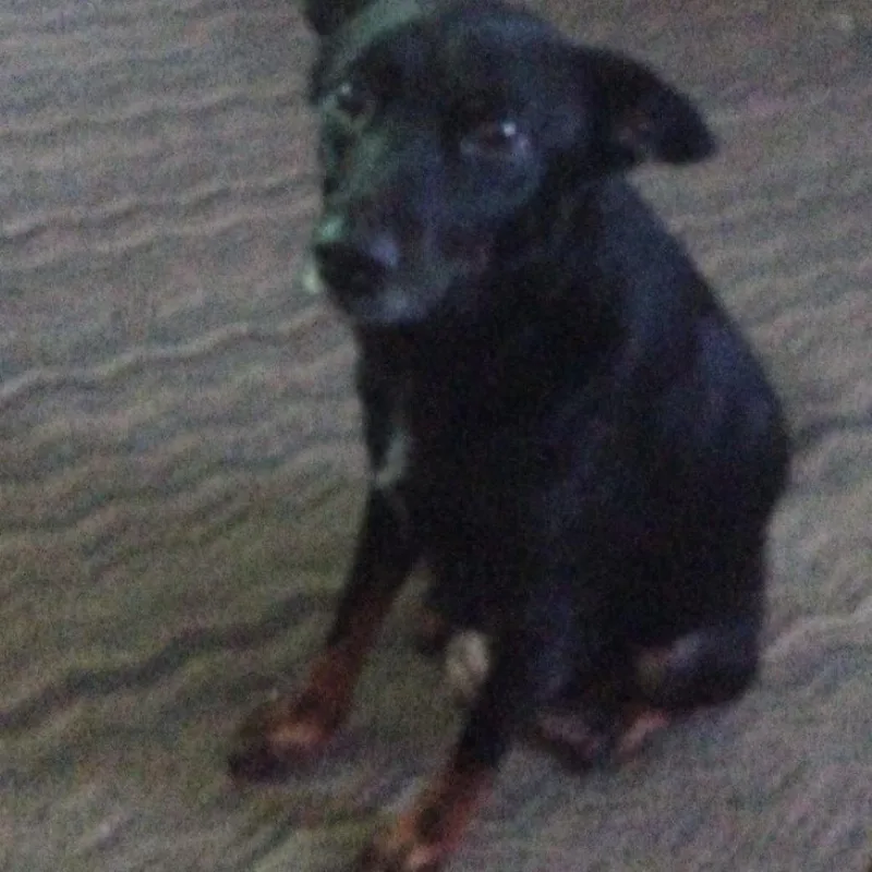 An adult medium-sized female Rat Terrier dog named Jazz for adoption in Morganfield, KY