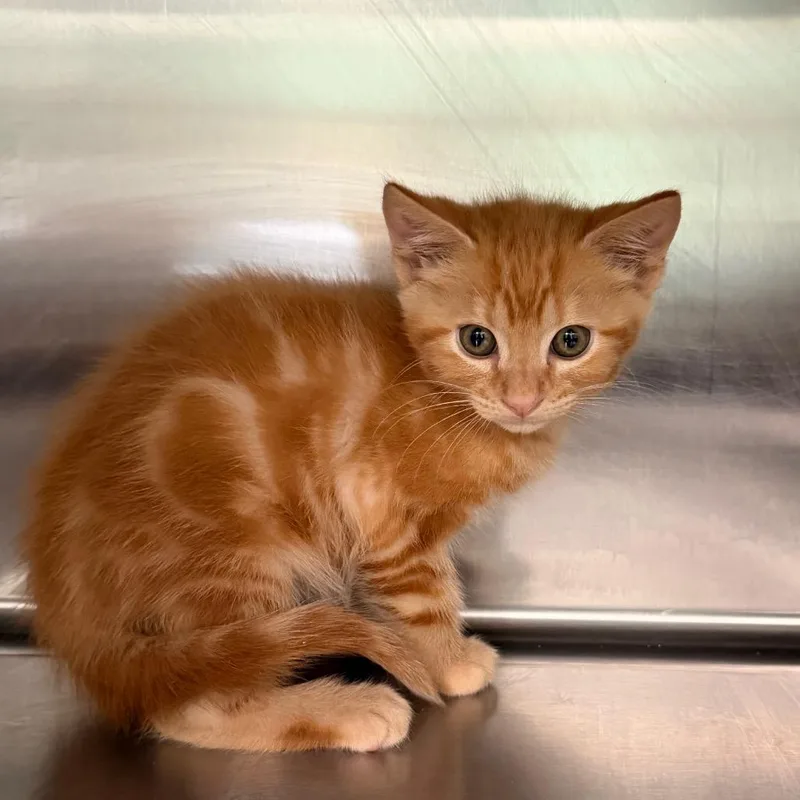 A baby small-sized male Orange / Red Domestic Short Hair cat named Butterscotch for adoption in Hamilton, GA