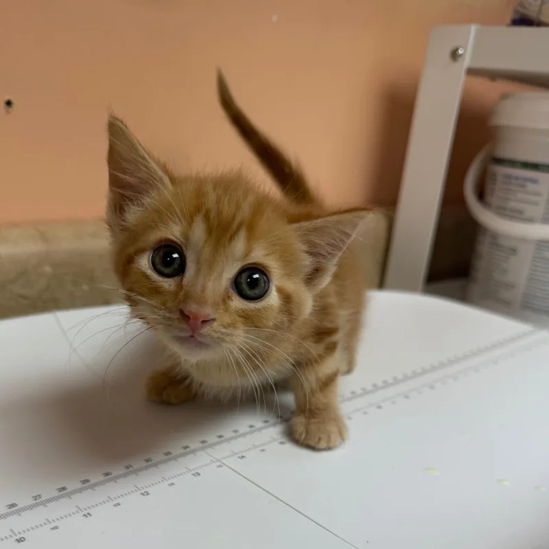 Butterscotch thumbnail 3