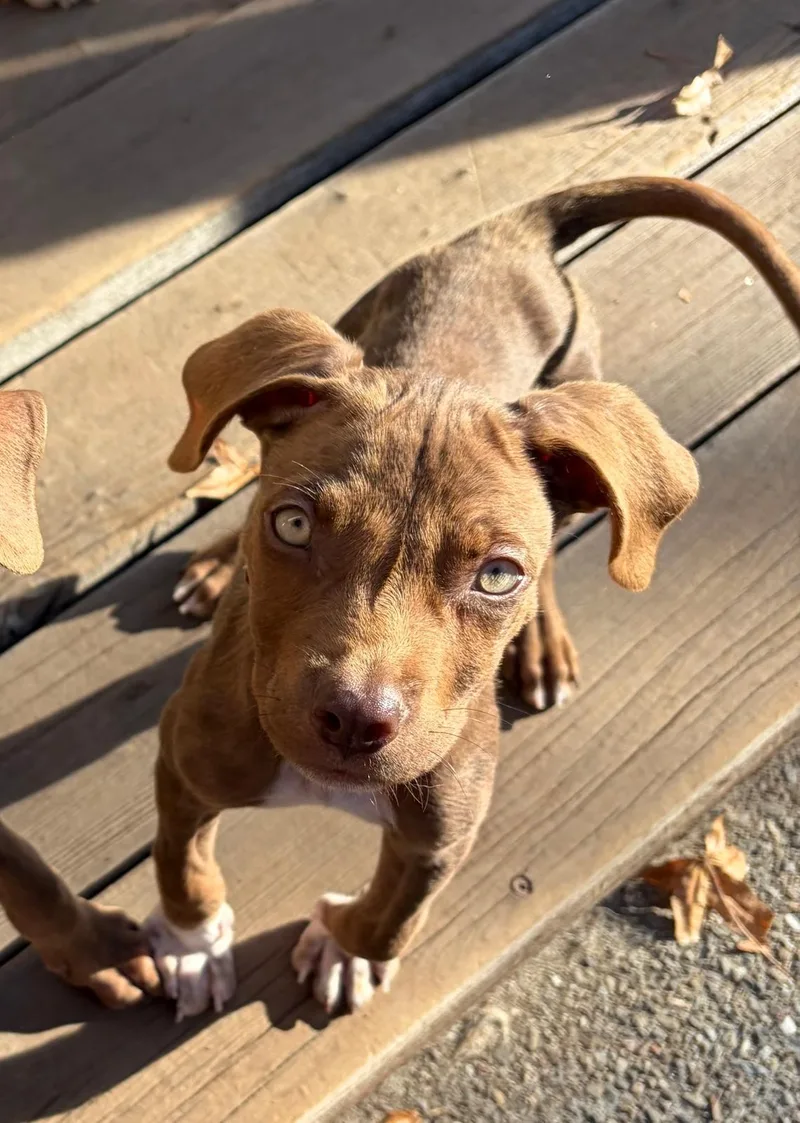 A baby small-sized male Brown / Chocolate Terrier dog named Alvin for adoption in Santa Rosa, CA