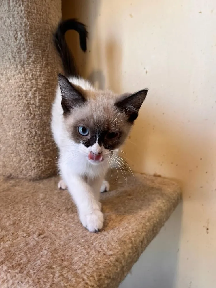 A baby small-sized male Siamese cat named Skippy John for adoption in Thatcher, AZ