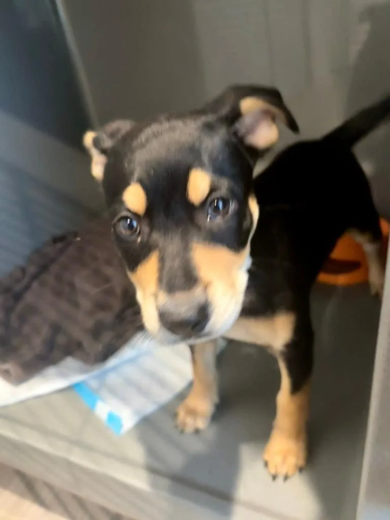 A baby medium-sized female Mixed Breed dog named Shortcake for adoption in New Bern, NC