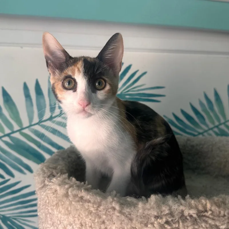 A baby small-sized female Calico Domestic Short Hair cat named Sadie Mae for adoption in Long Beach, CA