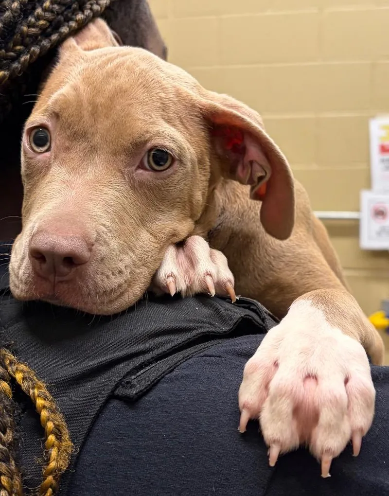 A baby small-sized female Pit Bull Terrier dog named Honeybun Hixon for adoption in Douglasville, GA