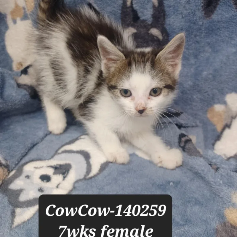 A baby small-sized female Domestic Short Hair cat named Cowcow for adoption in New Tazewell, TN