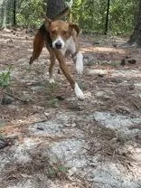 A young medium-sized male Tricolor (Brown, Black, & White) Hound dog named Beckham for adoption in Georgetown, SC