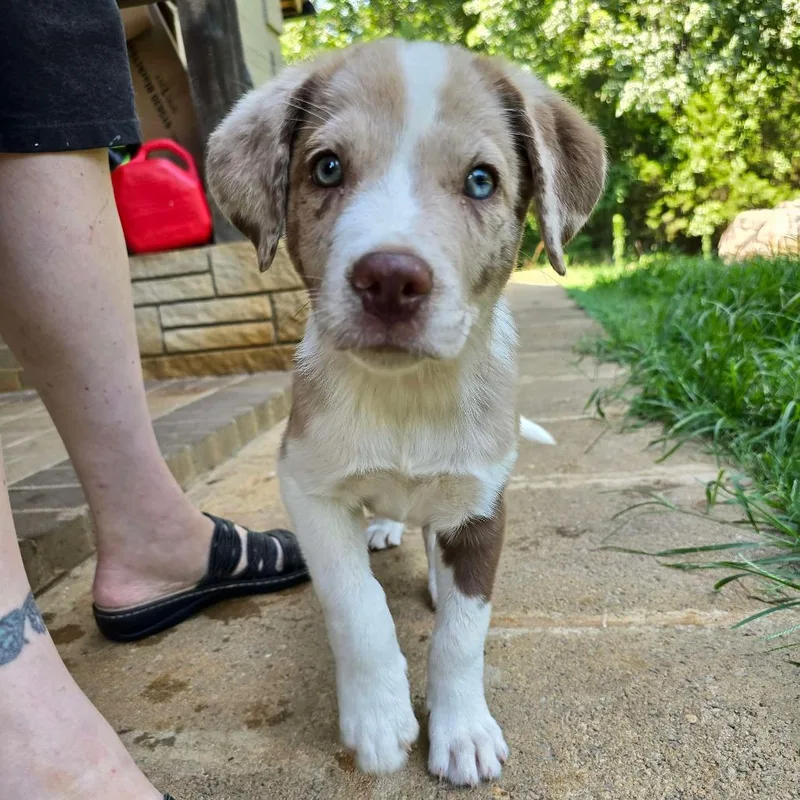A baby medium-sized male Australian Shepherd dog named Bossanova for adoption in Conway, AR