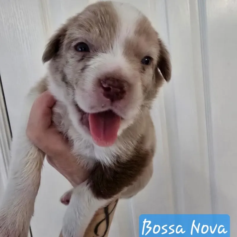 Bossanova thumbnail 6