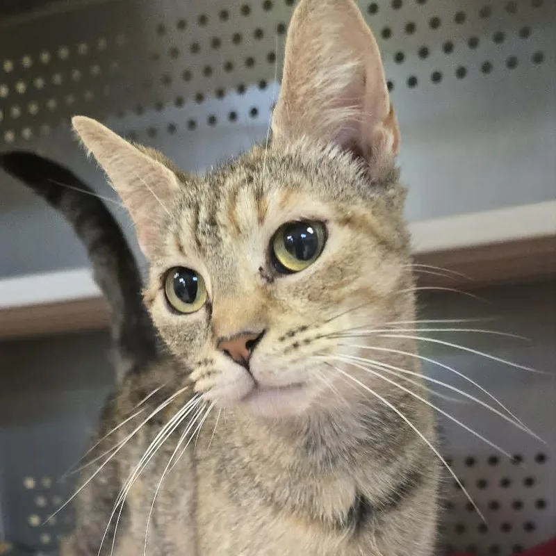 An adult medium-sized female Tabby (Brown / Chocolate) Domestic Short Hair cat named Marylin for adoption in Orange, VA