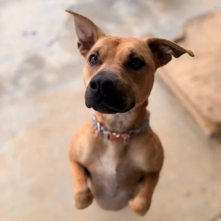 An adult medium-sized female Pit Bull Terrier dog named Astrid for adoption in Jefferson city, TN