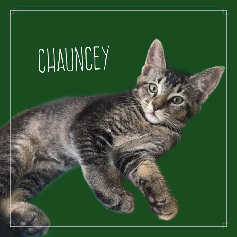 A young medium-sized female Tabby cat named Chauncey Doe for adoption in Alpharetta, GA