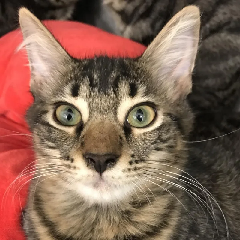 A baby small-sized male Brown / Chocolate Domestic Short Hair cat named Randy for adoption in West Palm Beach, FL