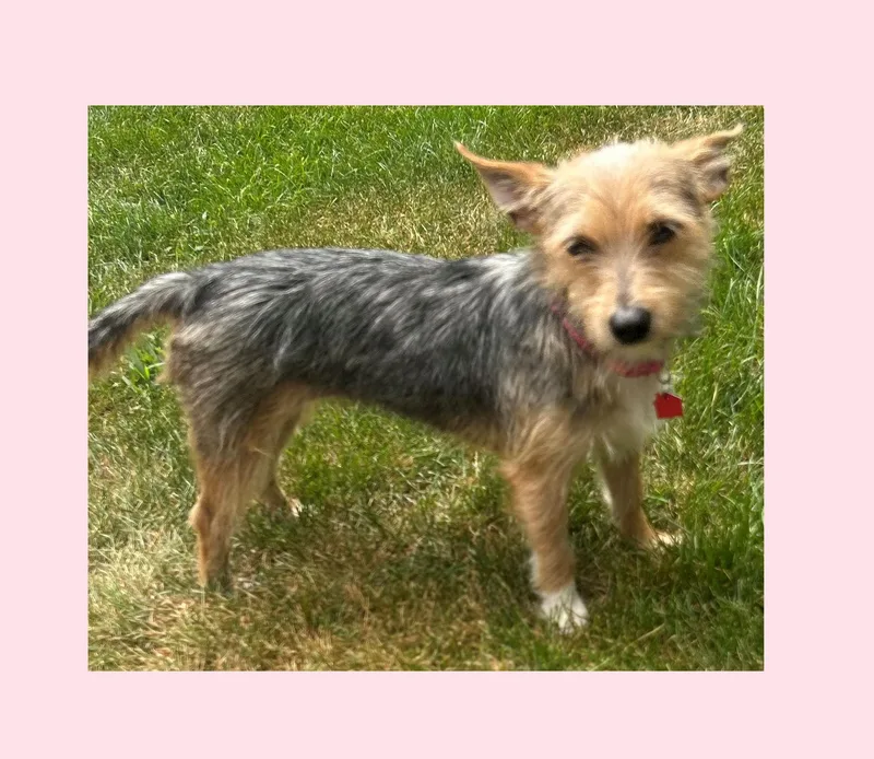 A young small-sized female Yorkshire Terrier dog named Oakley for adoption in Lake Geneva, WI
