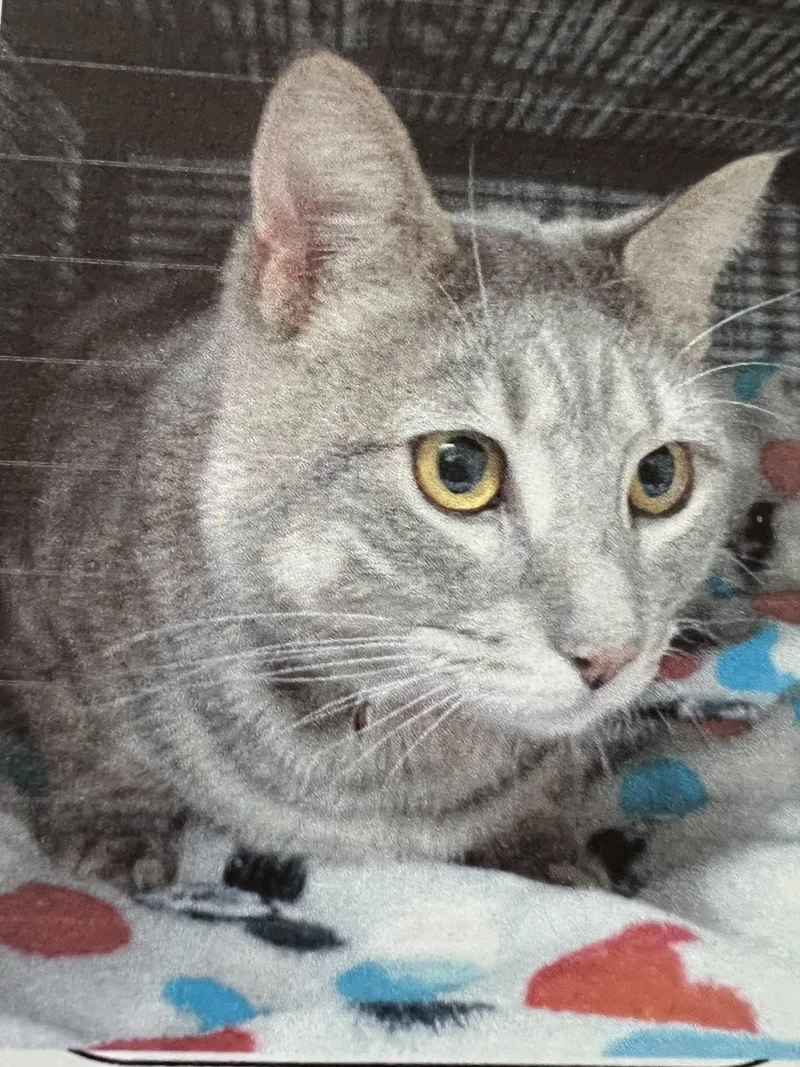An adult medium-sized female Gray & White Domestic Short Hair cat named Elsa for adoption in New Windsor, NY