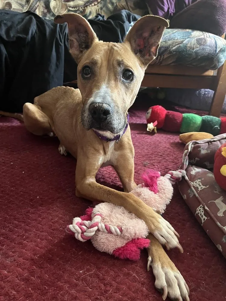 An adult medium-sized female White / Cream Mixed Breed dog named Pennylou for adoption in New York, NY