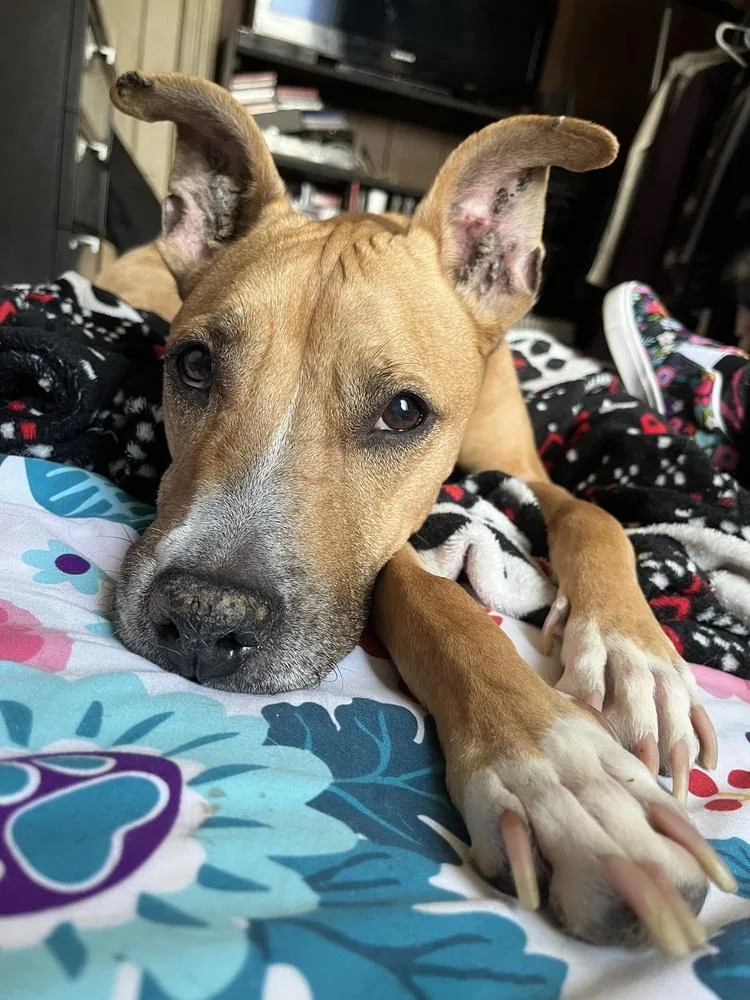 Pennylou thumbnail 2