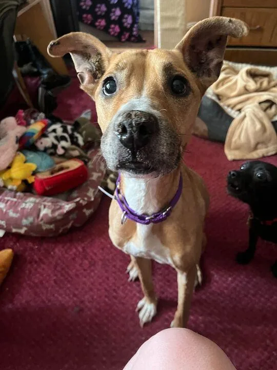 Pennylou thumbnail 3