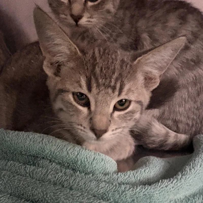 A baby small-sized female Gray / Blue / Silver Domestic Short Hair cat named Bumble Bee for adoption in San Jacinto, CA