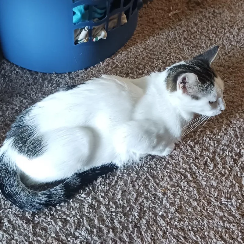 An adult small-sized female White Domestic Short Hair cat named Kiki for adoption in Rochester, MN