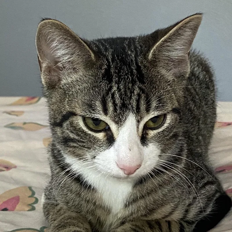 A baby small-sized male Brown / Chocolate Domestic Short Hair cat named A Cashew Roswell for adoption in Denver, CO