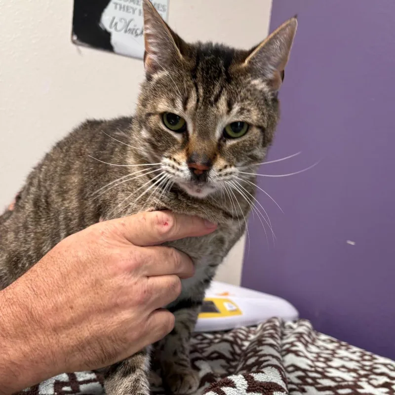 An adult large-sized female Brown / Chocolate Domestic Short Hair cat named Beepers for adoption in Englewood, FL