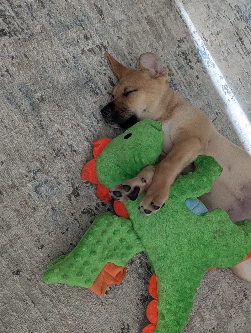 A baby large-sized female German Shepherd Dog dog named Cocoa for adoption in Plano, TX