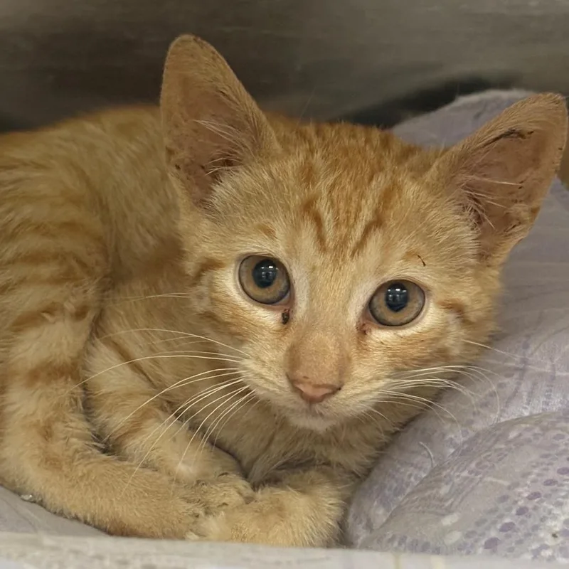 A baby small-sized male Orange / Red Domestic Short Hair cat named Apollo for adoption in East Hanover, NJ