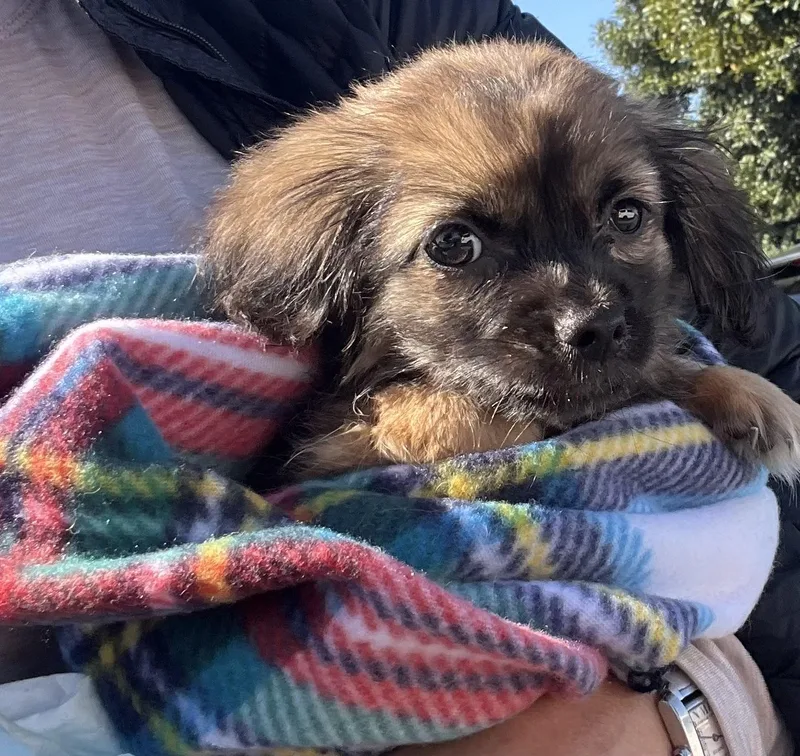 A baby small-sized male Sable Pekingese dog named Fuzzy for adoption in Encino, CA