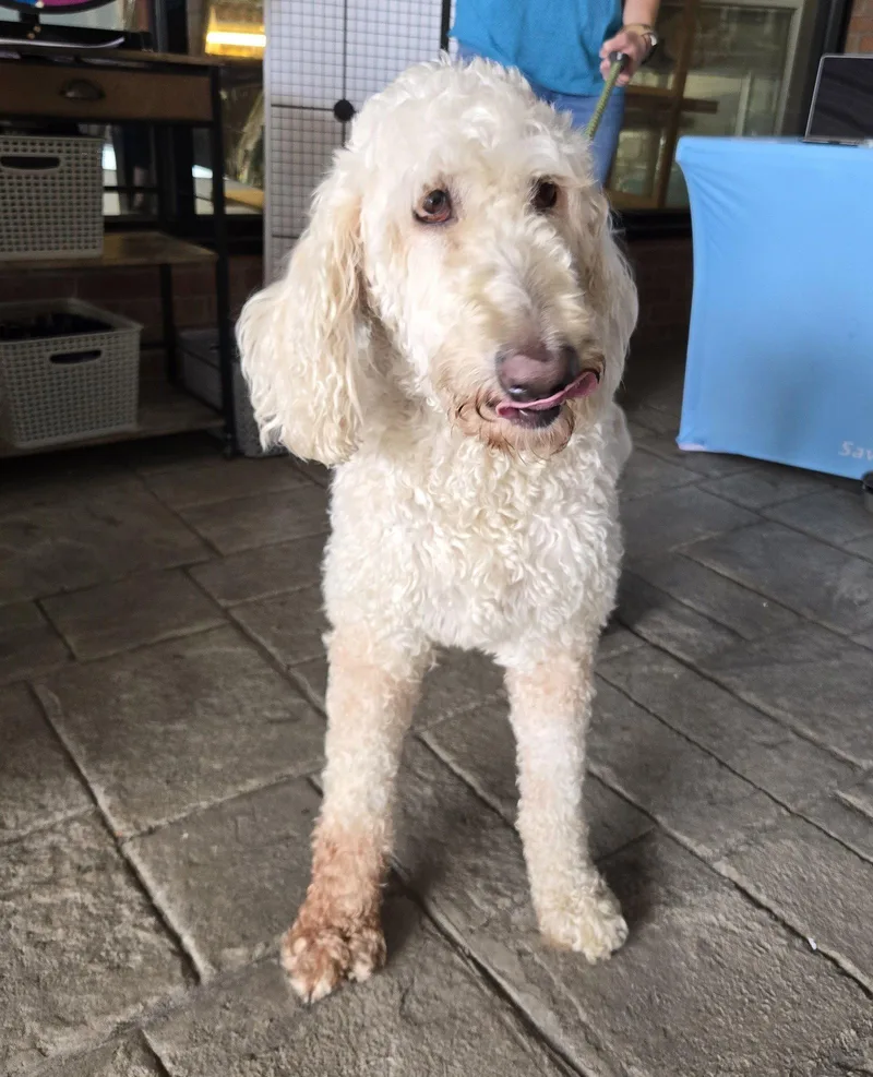 An adult medium-sized female Poodle dog named Daisy for adoption in Cliffwood, NJ