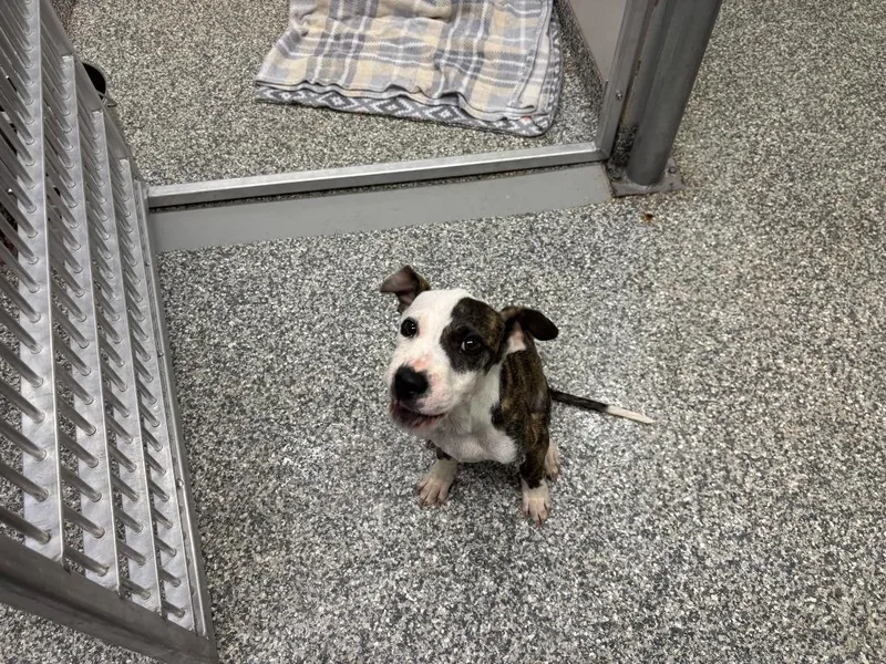 A baby small-sized male Mixed Breed dog named Chicken for adoption in Mustang, OK
