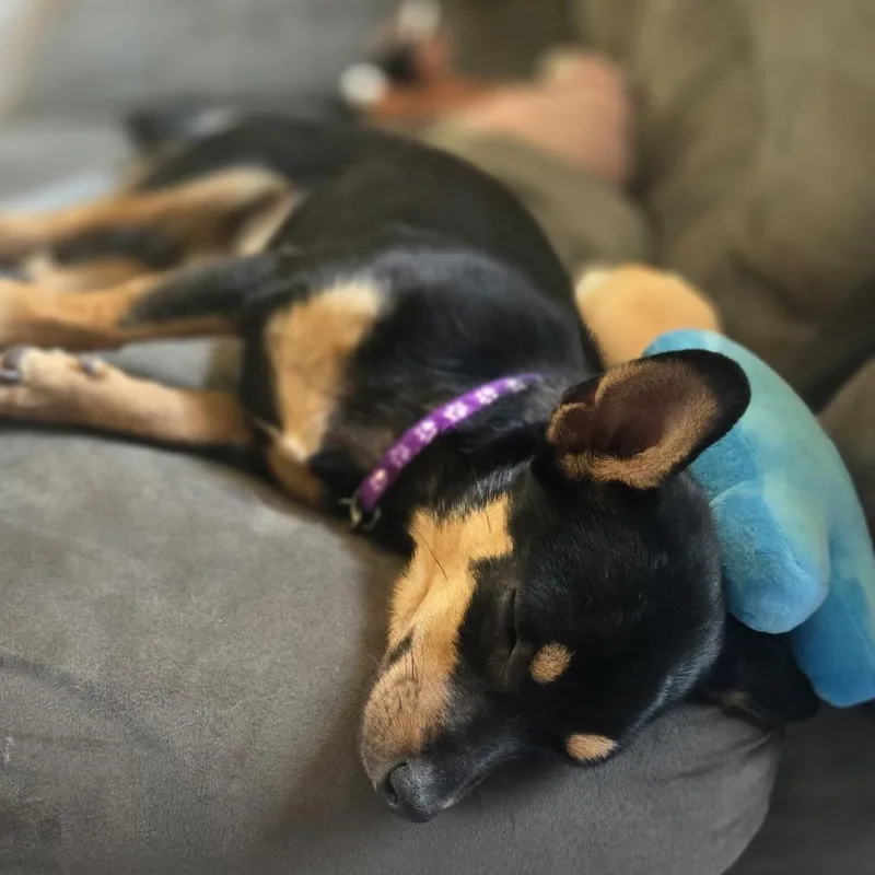 A young small-sized female Black Mixed Breed dog named Vera for adoption in Buffalo, MN