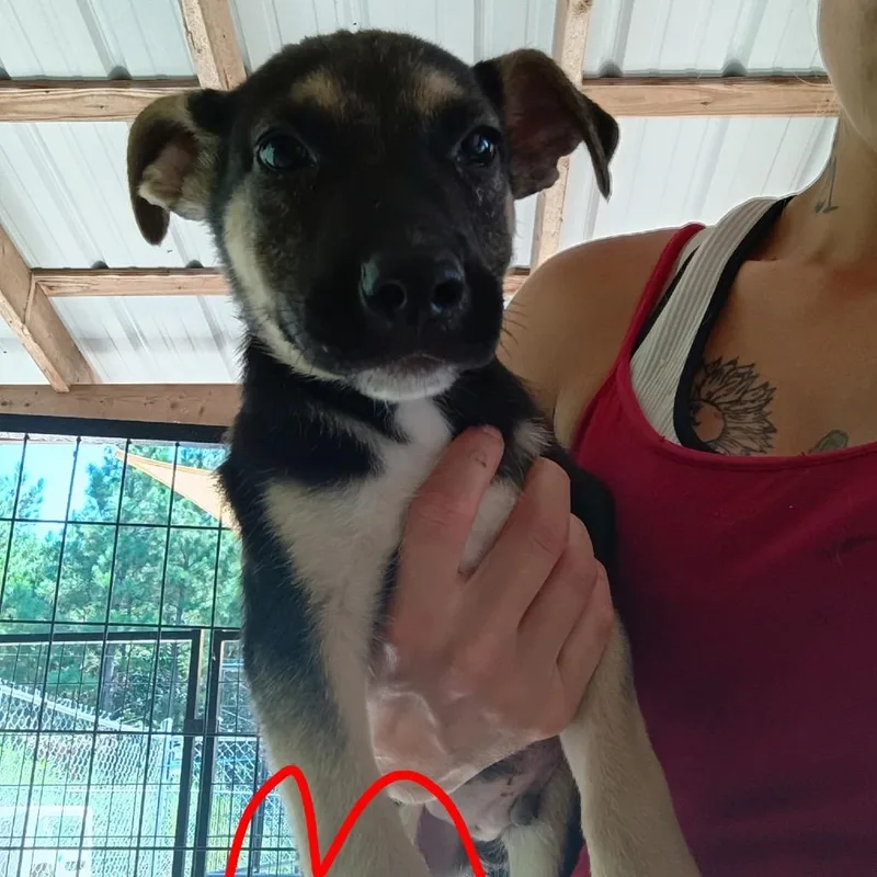 A baby small-sized male Black German Shepherd Dog dog named Kmart for adoption in Pekin, IL