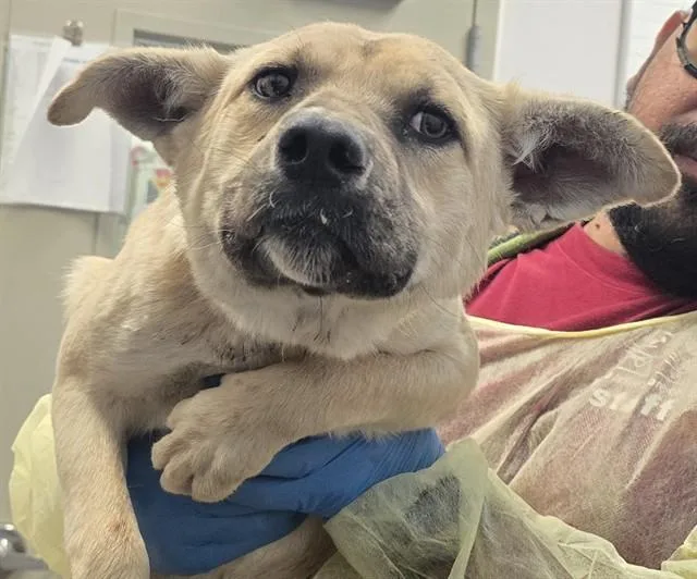 A young medium-sized male German Shepherd Dog dog named Norli for adoption in Tucson, AZ