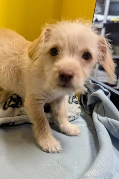 A baby small-sized male Terrier dog named Kiwi for adoption in Houston, TX