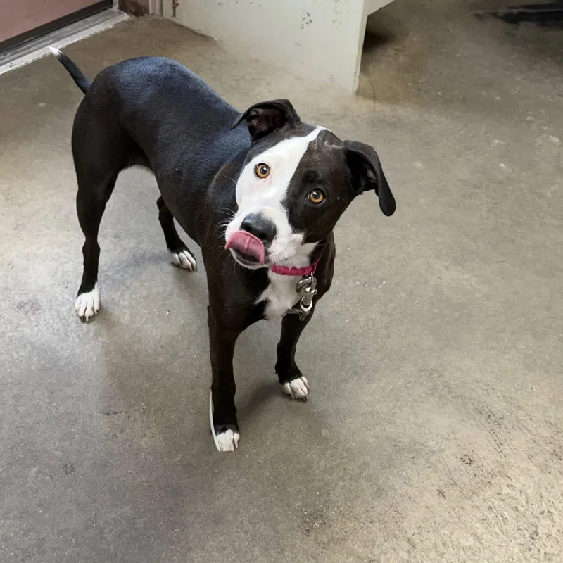 An adult medium-sized female Black American Staffordshire Terrier dog named Millie for adoption in Cadiz, OH