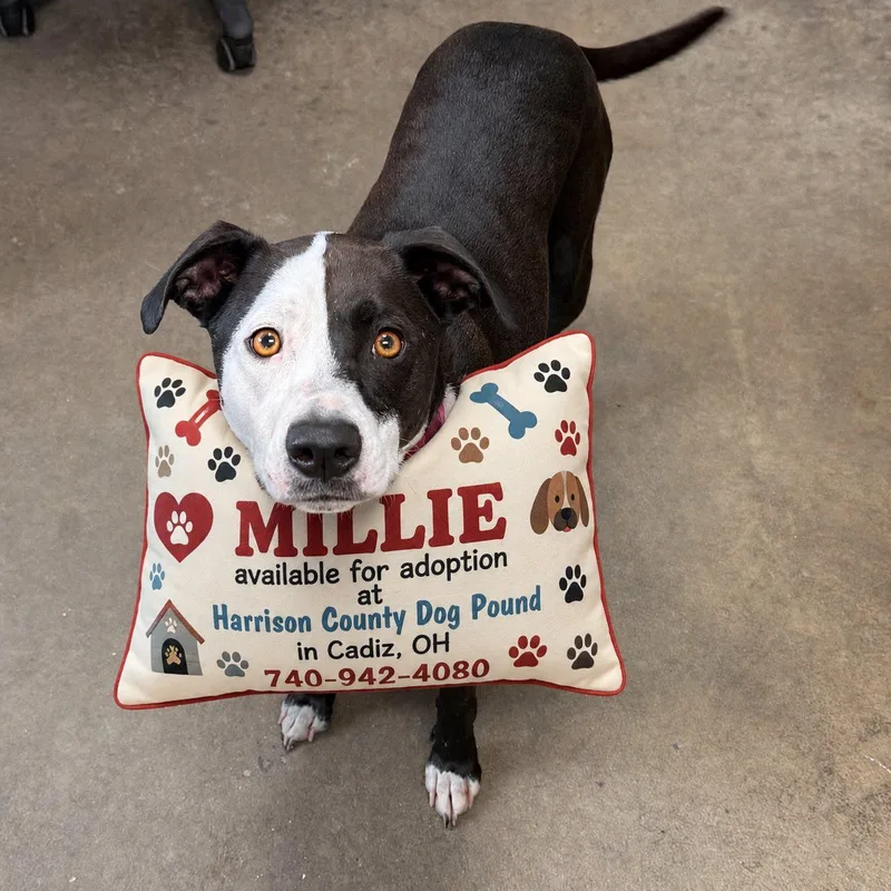 Millie thumbnail 3
