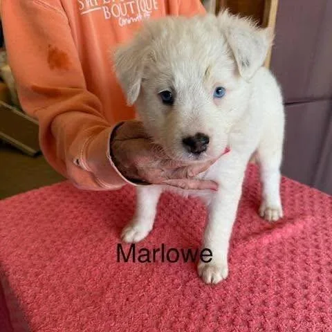 A baby medium-sized female White / Cream Mixed Breed dog named Marlowe for adoption in Alexandria, VA