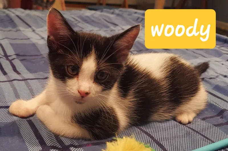 A baby medium-sized male Domestic Short Hair cat named Woody for adoption in Succasunna, NJ