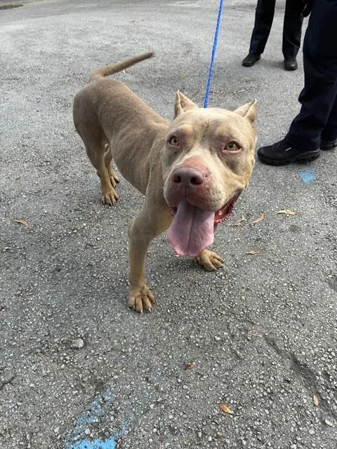 An adult medium-sized female Pit Bull Terrier dog named Nova for adoption in Miami, FL