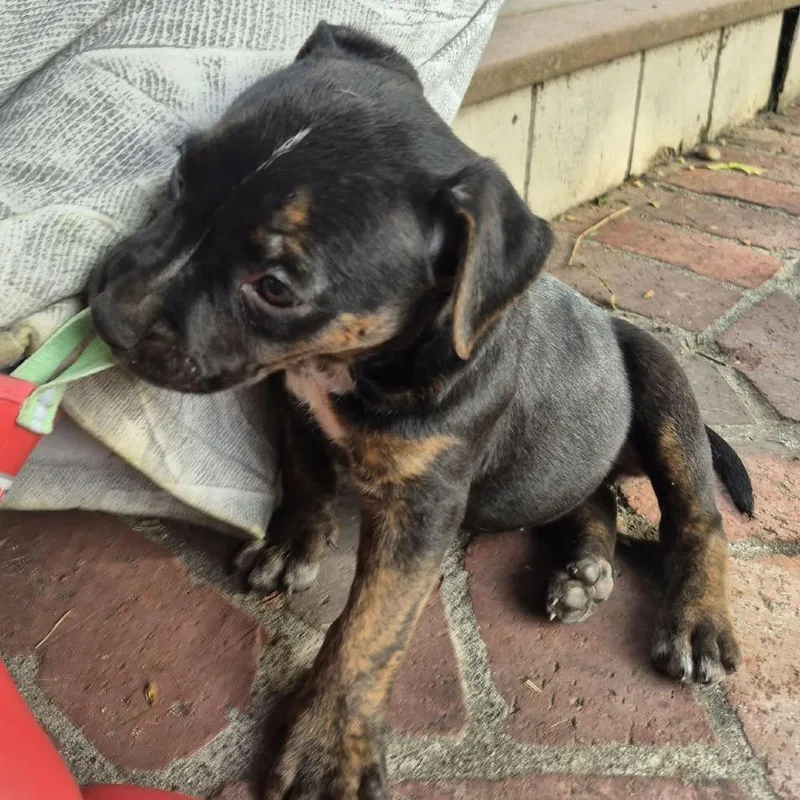 A baby medium-sized female Black American Staffordshire Terrier dog named Chewy Booie for adoption in West Richland, WA