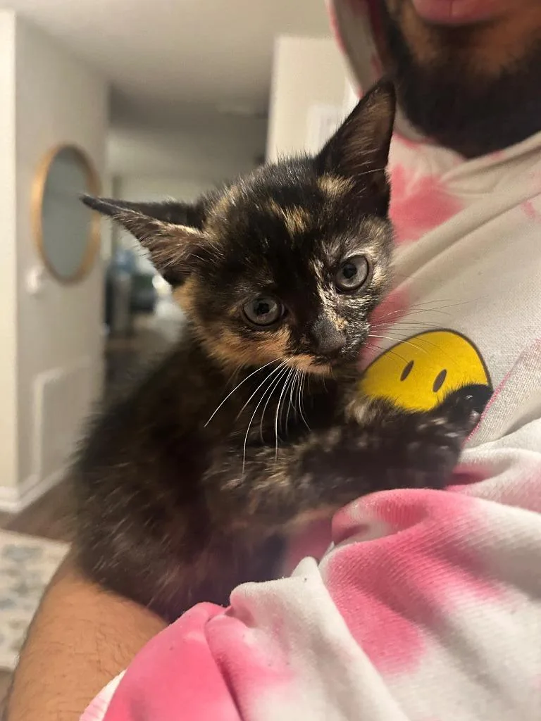 A young small-sized female Torbie Domestic Short Hair cat named Clea for adoption in Tyler, TX