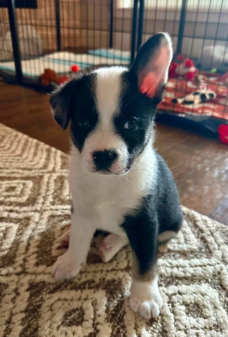 A baby medium-sized male French Bulldog dog named Pablo for adoption in Rockwall, TX