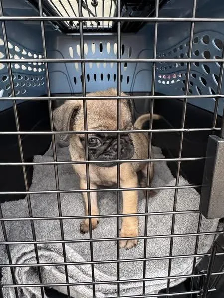 A baby small-sized female Pug dog named Pixie  Adopion In for adoption in Grafton, WI