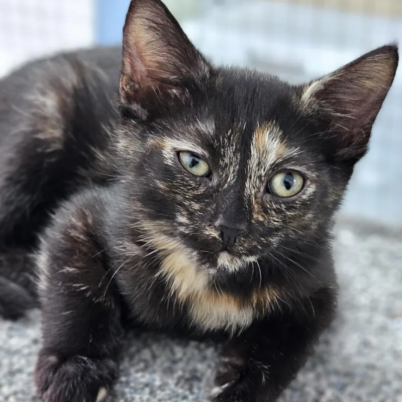 A baby medium-sized female Tortoiseshell Domestic Short Hair cat named Clover for adoption in Toledo, OH