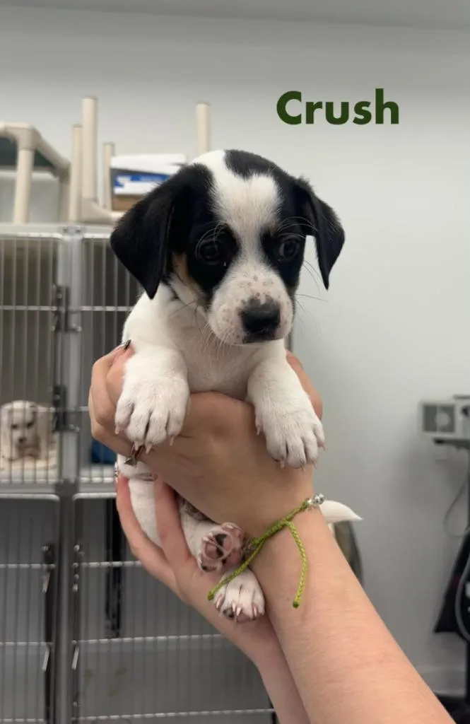A baby small-sized male Hound dog named Crush for adoption in Cambridge, MD