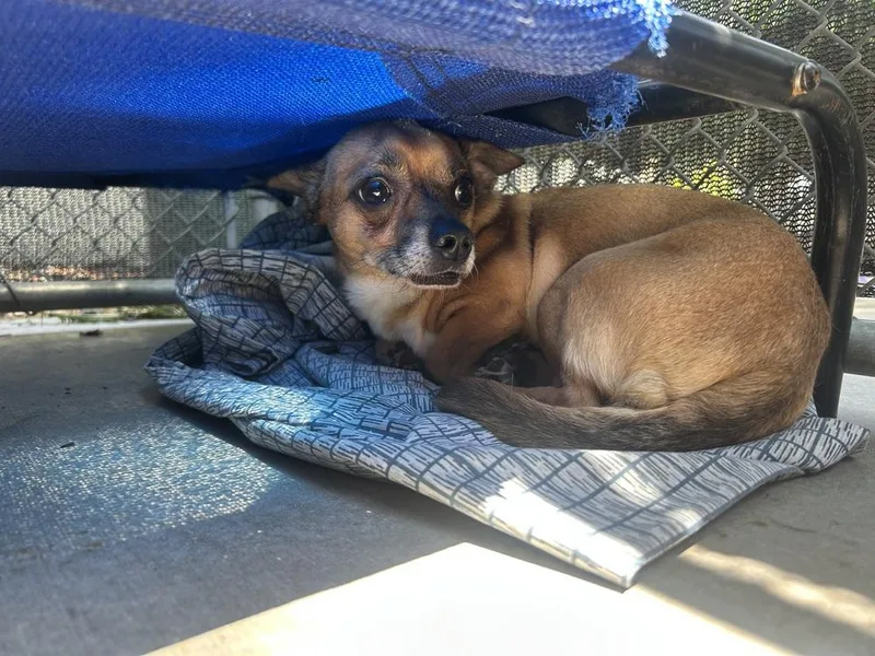 An adult small-sized male Tricolor (Brown, Black, & White) Chihuahua dog named Benji for adoption in Ontario, CA