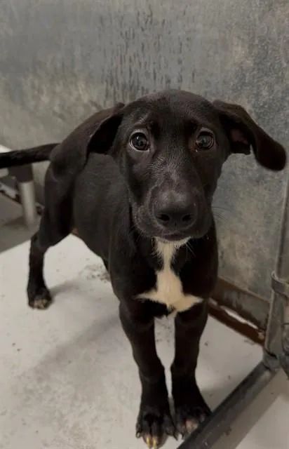 A baby small-sized male Rhodesian Ridgeback dog named Disco for adoption in Conroe, TX